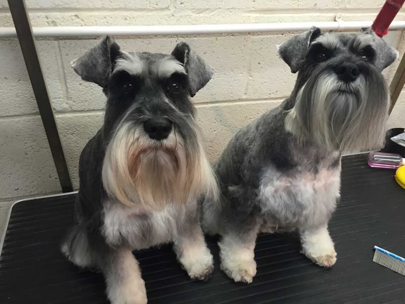 Two freshly groomed miniature schnauzers on the grooming table inside the Smart-Paws salon
