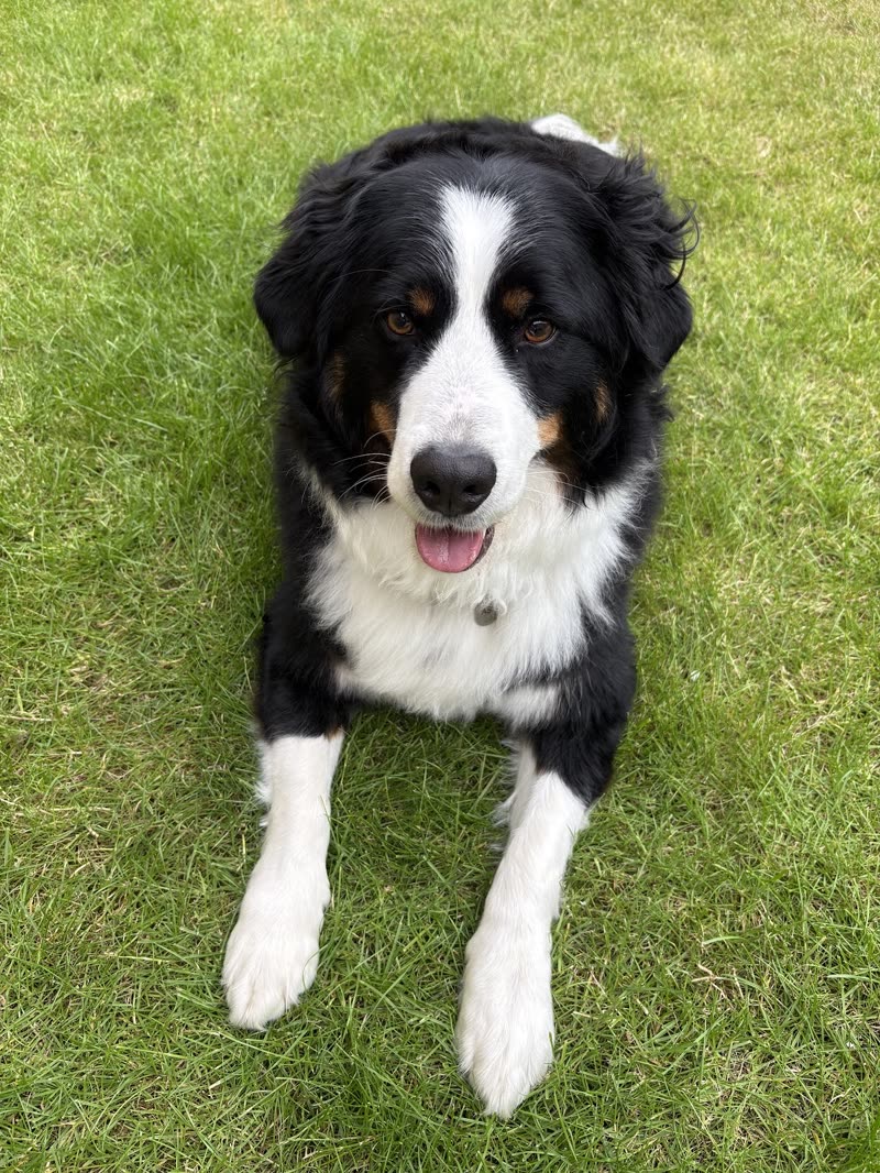A clean, brushed tricolour border collie lying on the grass